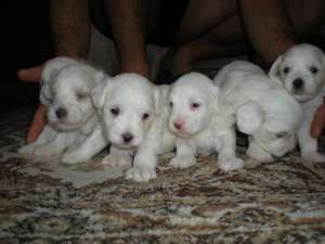 vand catei bichon maltez