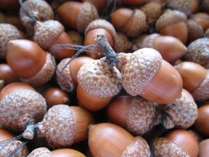 Decoratiuni hand made,      de Craciun,    pentru nunti - din ghinde si conuri de pin rosu