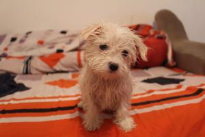 Vind Bichon Maltez,    alb imaculat,    virsta 2 luni jumatate,    vaccinat,    are cip pasaport,   