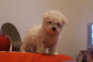 Vind Bichon Maltez,    alb imaculat,    virsta 2 luni jumatate,    vaccinat,    are cip pasaport,   