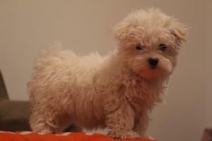 Vind Bichon Maltez,    alb imaculat,    virsta 2 luni jumatate,    vaccinat,    are cip pasaport,   
