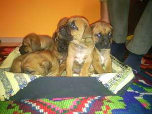 URGENT11vand pui-tosa