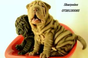 PUI SHAR PEI DEOSEBITI
