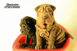 PUI SHAR PEI DEOSEBITI
