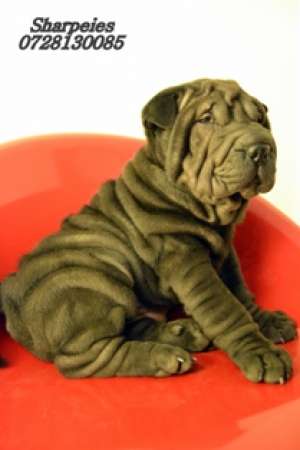 PUI SHAR PEI DEOSEBITI