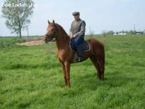vanzare cai calarie