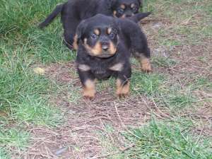 Vand Rottweiler