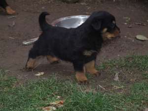 Vand Rottweiler