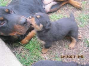 Vand Rottweiler