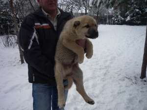 Pui Kangal Shivas 11 saptamani