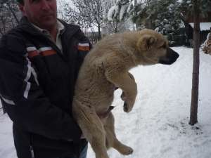 Pui Kangal Shivas 11 saptamani