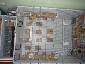 Vand canarite Harzer Roller