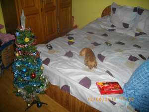 catei pt imperechere