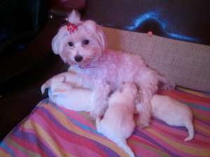 Pui Bichon Maltese