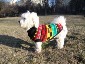 Pui Bichon Maltese