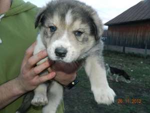 Catel husky 8 saptamani