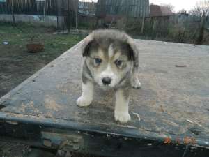 Catel husky 8 saptamani