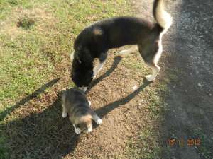 Catel husky 8 saptamani