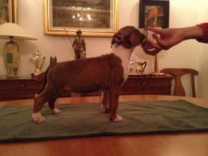 Pui Amstaff de vanzare