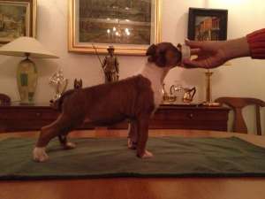Pui Amstaff de vanzare