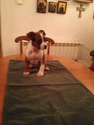 Pui Amstaff de vanzare