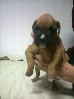 Catei Boxer German de Vanzare