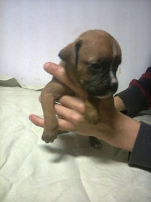 Catei Boxer German de Vanzare