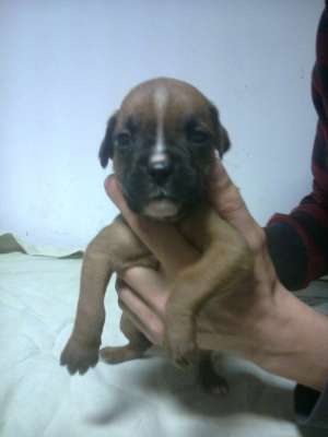 Catei Boxer German de Vanzare
