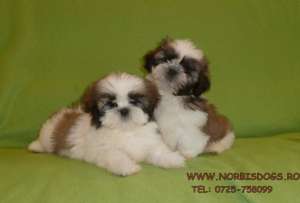de vanzare pui de shih-tzu,  vand shihtzu