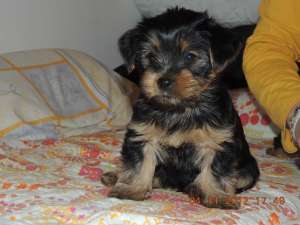 Puiuti Yorkie