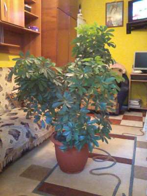 Vand floare de apartament