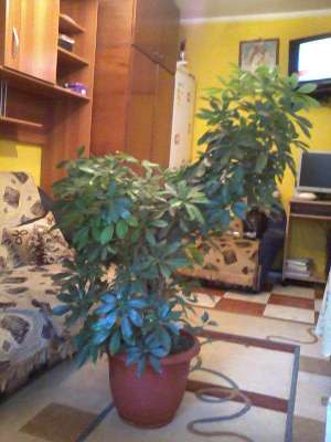 Vand floare de apartament