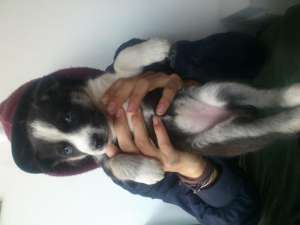 Vand husky (femela) 120 euro negociabil