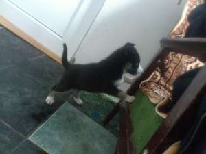 Vand husky (femela) 120 euro negociabil
