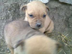 pui amstaff 6 sap