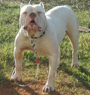Vand pui American Bulldog Bully type de calitate