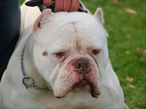 Vand pui American Bulldog Bully type de calitate