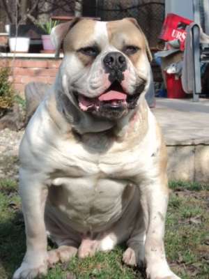 Vand pui American Bulldog Bully type de calitate