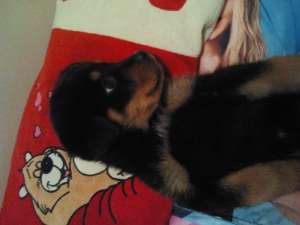 Vand rottealer de 1luna