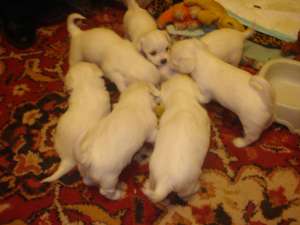 bichon maltez