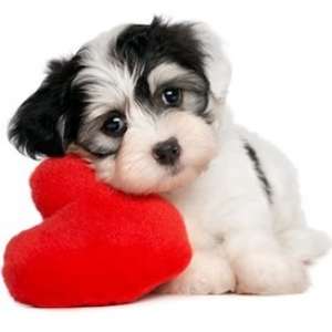 vand pui bichon havanese