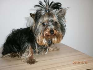 urgent yorkshire terrier250euro