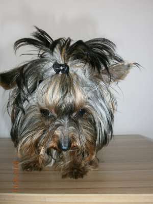 urgent yorkshire terrier250euro