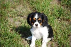 Cavalier King Charles Spanier caută un nou cămin