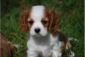 Cavalier King Charles Spanier caută un nou cămin