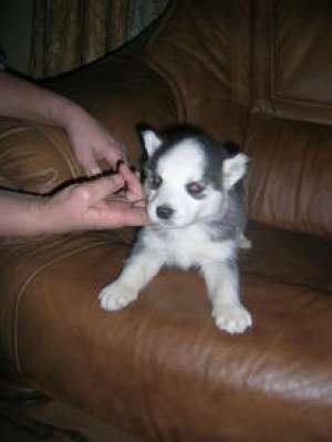 Vand pui husky siberyan