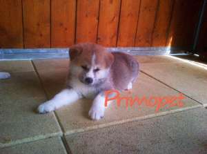 Akita de Vanzare