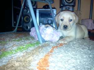 Ocazie!!!Vand Labrador Retriever 500 Lei