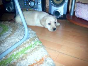 Ocazie!!!Vand Labrador Retriever 500 Lei