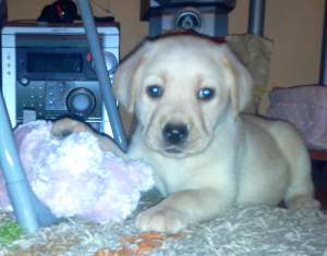 Ocazie!!!Vand Labrador Retriever 500 Lei